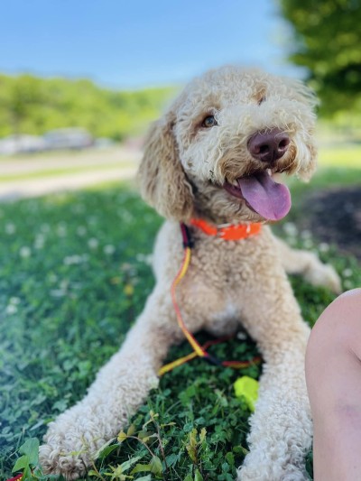 Dog laying in grass