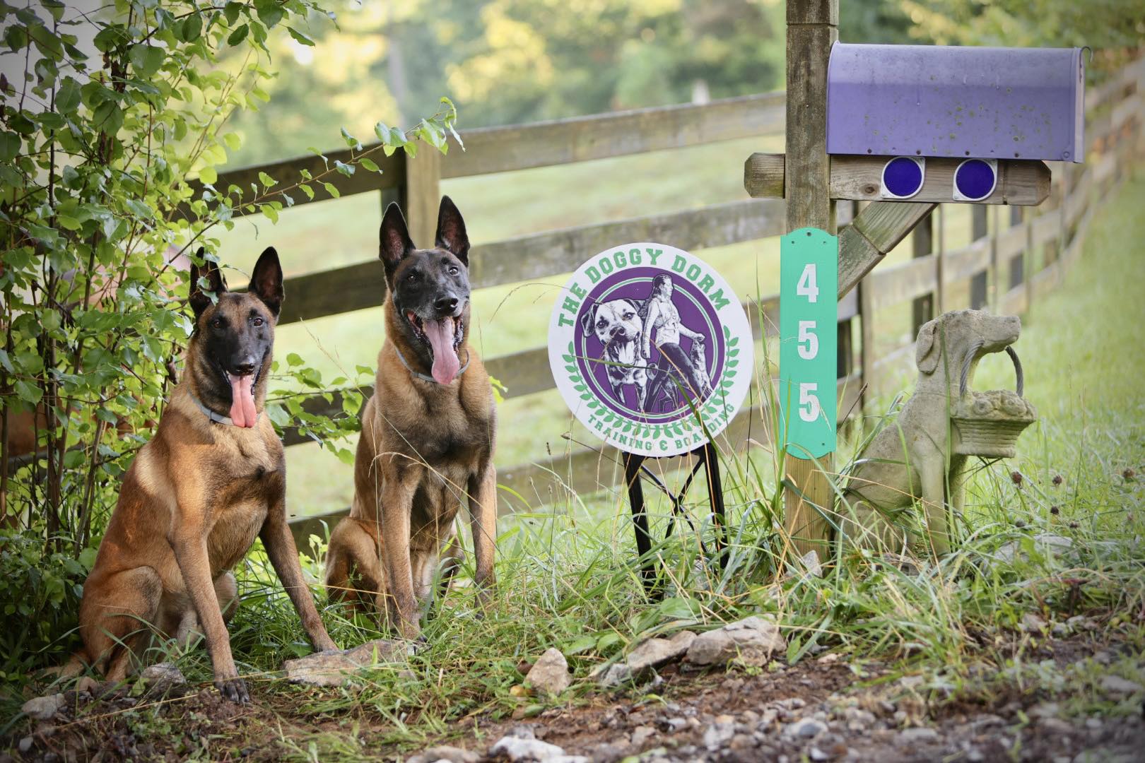 Dogs at the Doggy Dorm