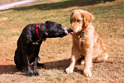 Circa 2014 w/ Brinx and Hartley during their puppy training Dogs at puppy training