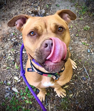 Cleatus: Training & Boarding Alumni Pitbull on walk