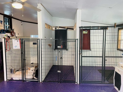 Kennel Rooms w/ boarder Bandit. Dog in kennel room