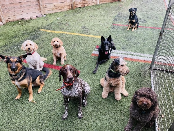 Good dogs waiting at the gate to come in. Dogs at training