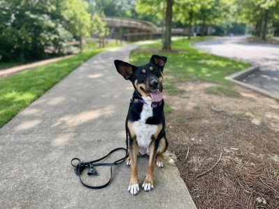 Two-Week Camper Lucy in Downtown Woodstock 2025 Dog on walk