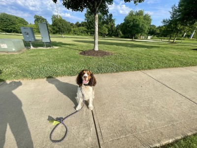 Elsie out at Etowah park in Canton working on leash walking skills and off leash work Puppy on walk