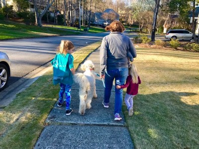 Dog on walk