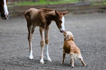 Tyler's photograph of her 2025 Holsteiner filly Teagan greeting her Cocker Spaniel Pretzel for the first time pony with dog