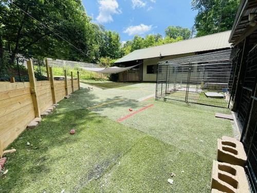 Main back yard + Dog training area