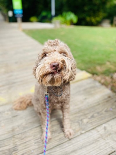 Dog smiling