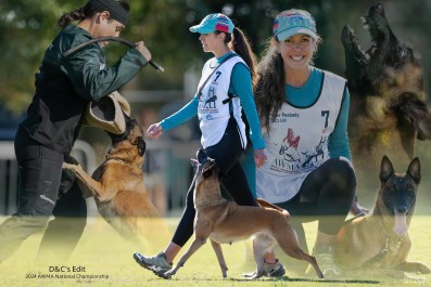 Tyler & D&C's Edit at the 2024 American Working Malinois Association National Championship Tyler at American Working Malinois Association National Championship